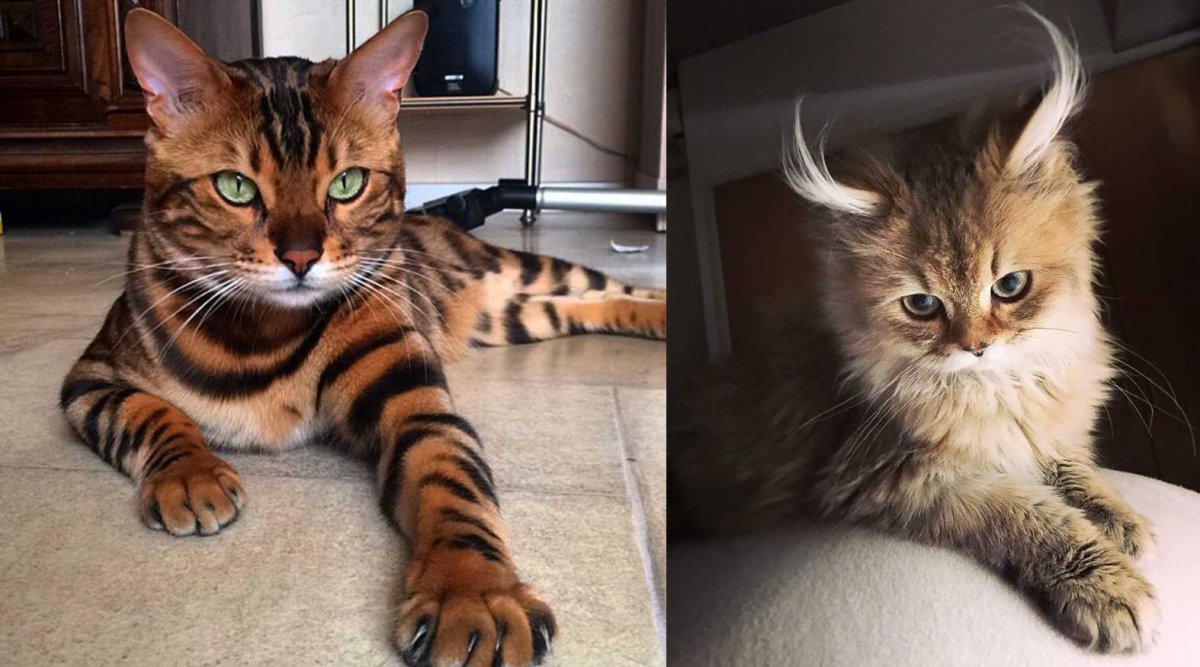 Тигровый бенгальский кот