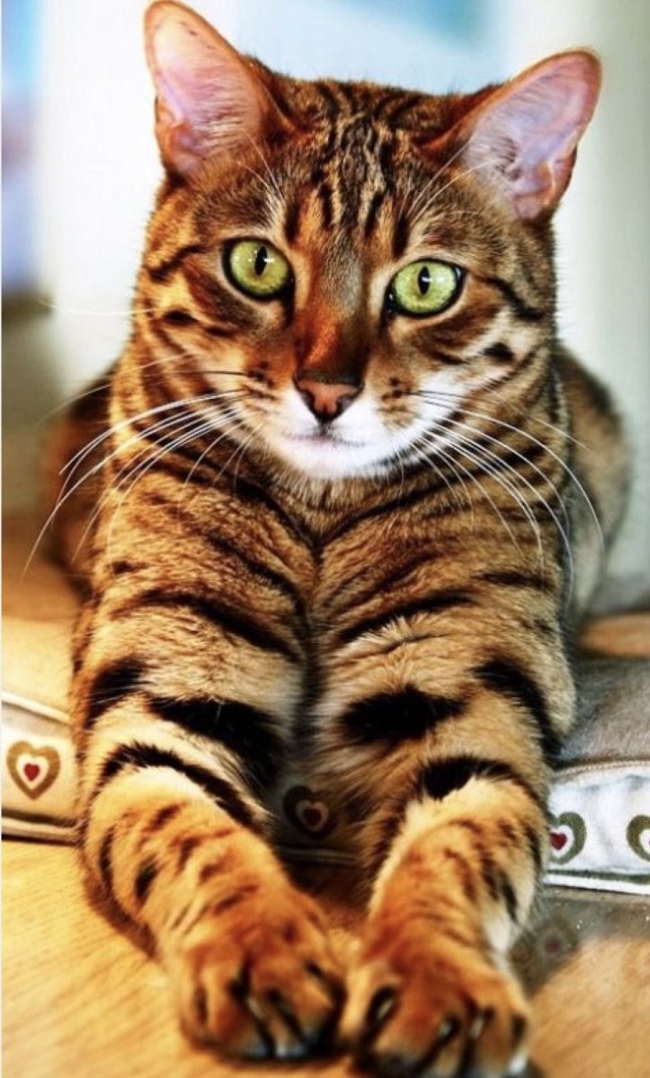 Коты породы тойгер