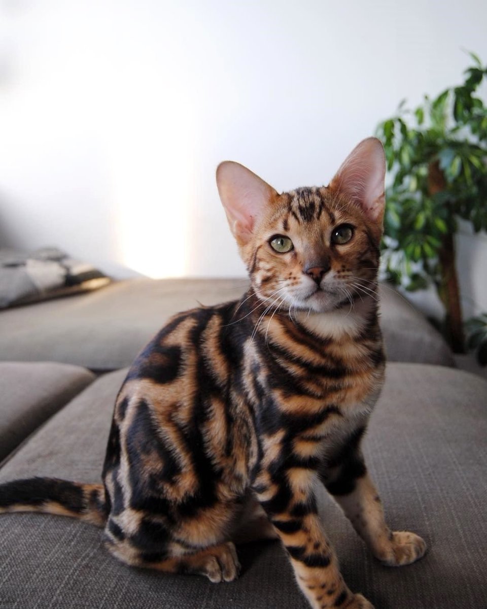 Бенгальская короткошерстная бенгал