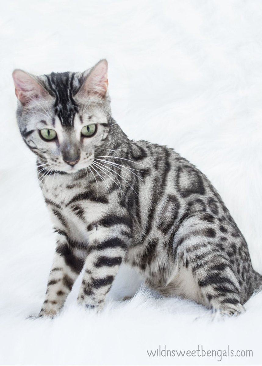 Бенгальская кошка