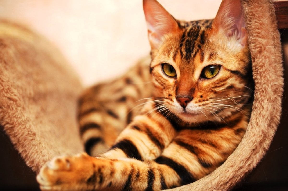 Красивый кот