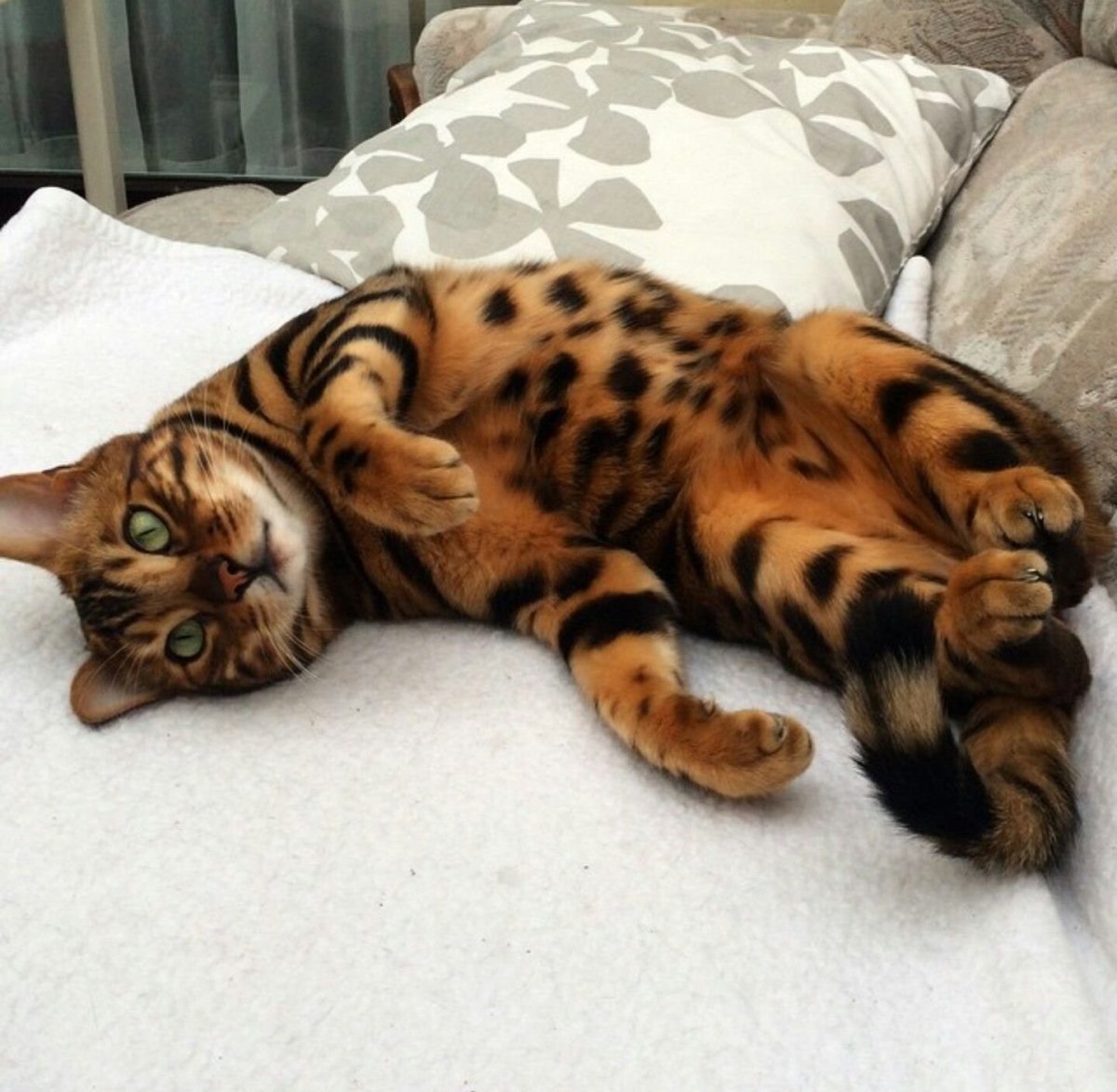 Бенгальская кошка тойгер