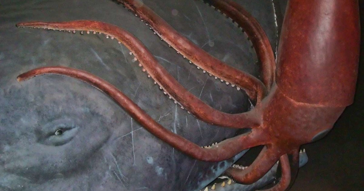 Гигантский кальмар (Архитеутис) Кракен