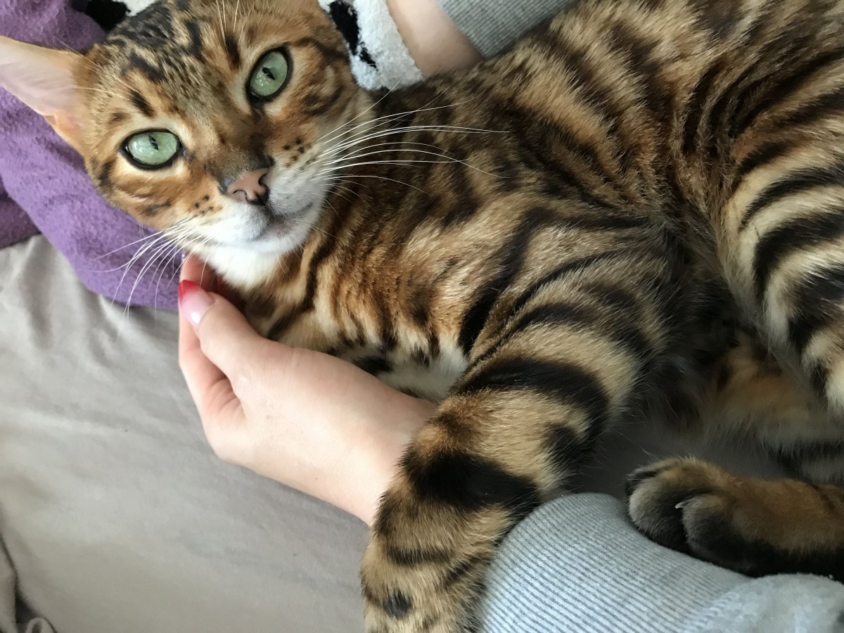 Тойгер котенок полосатый