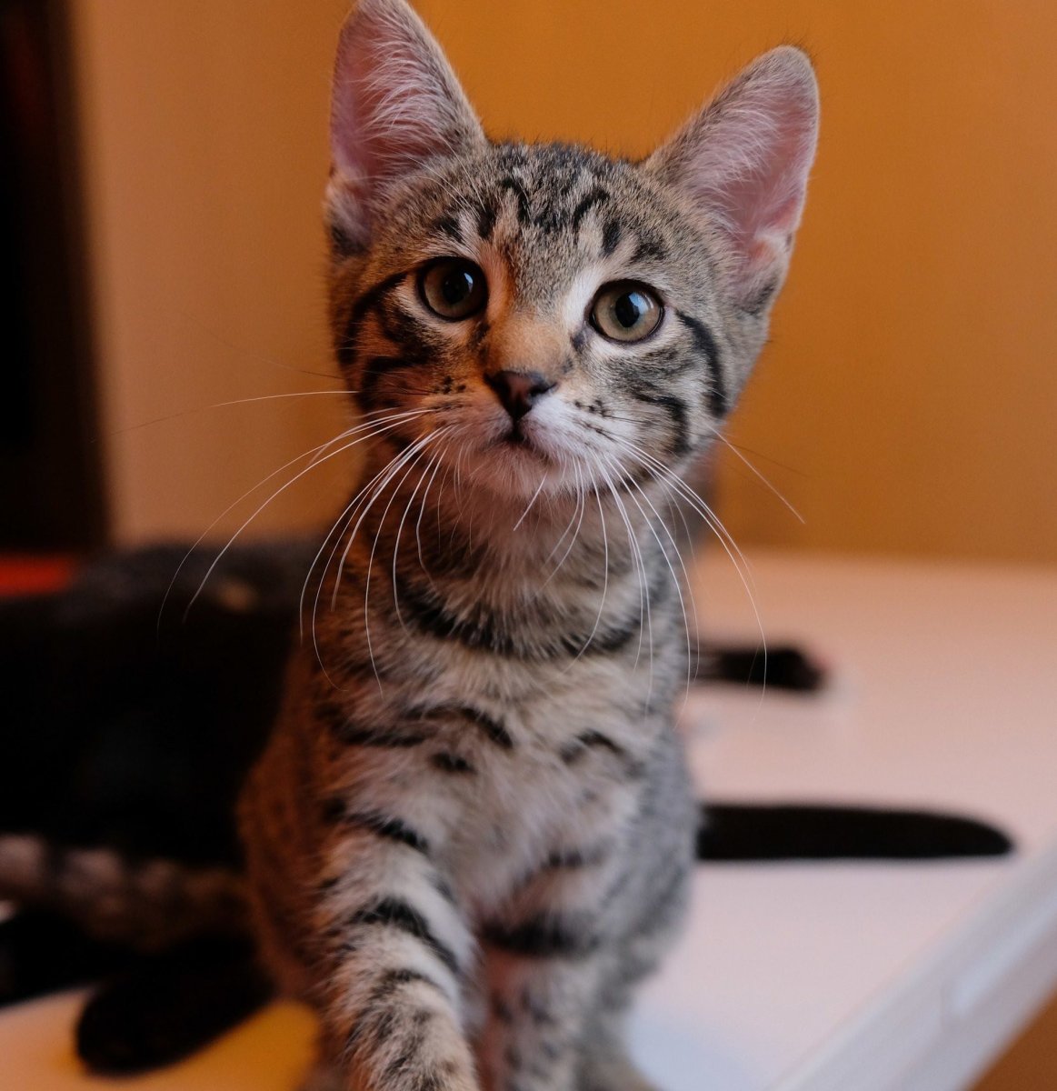 Бенгальская кошка тигровая