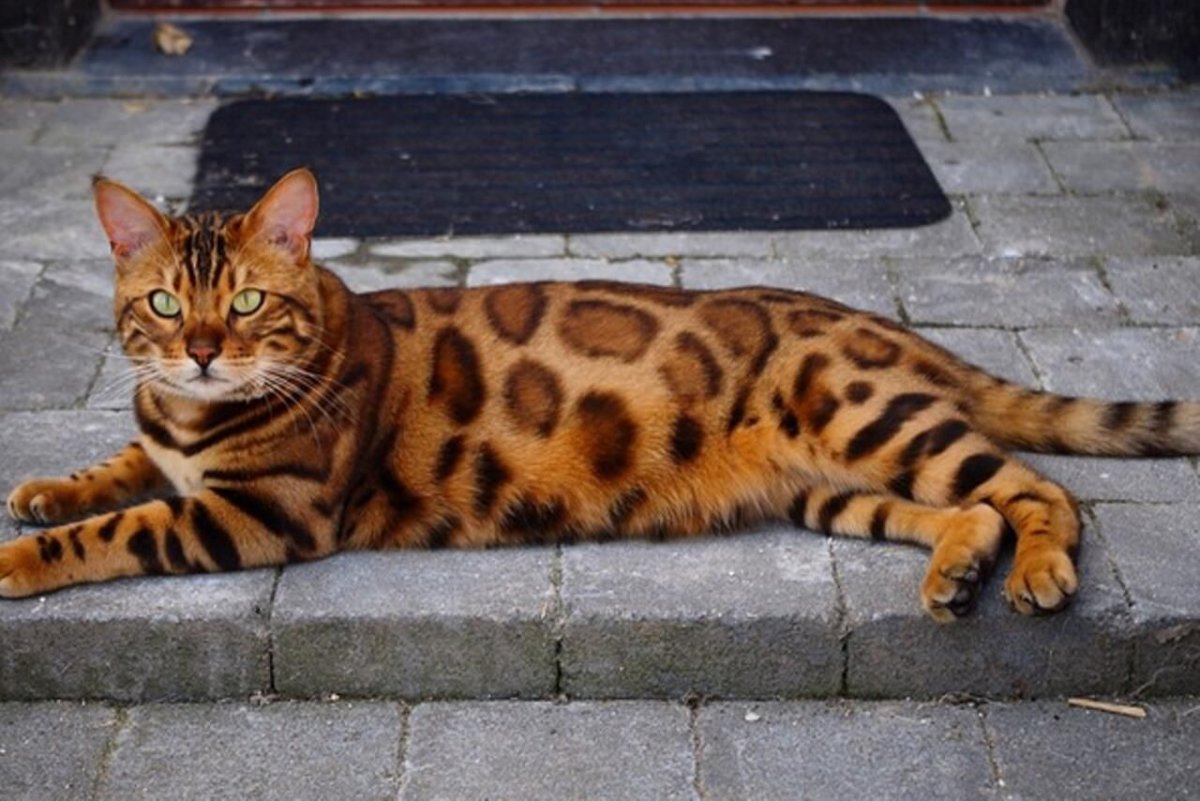 Бельгийская Бенгальская кошка