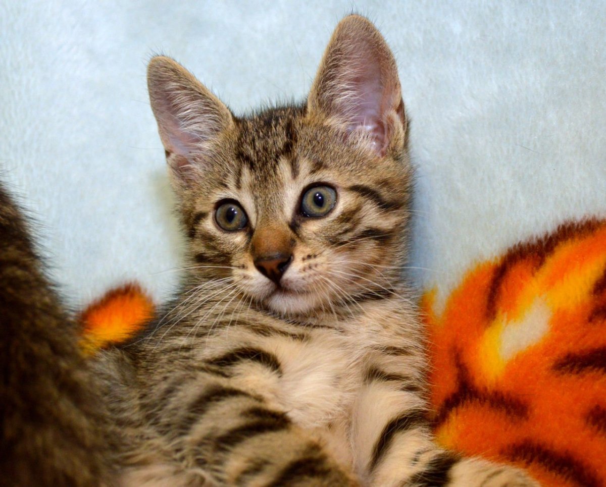 Порода кошек тойгер