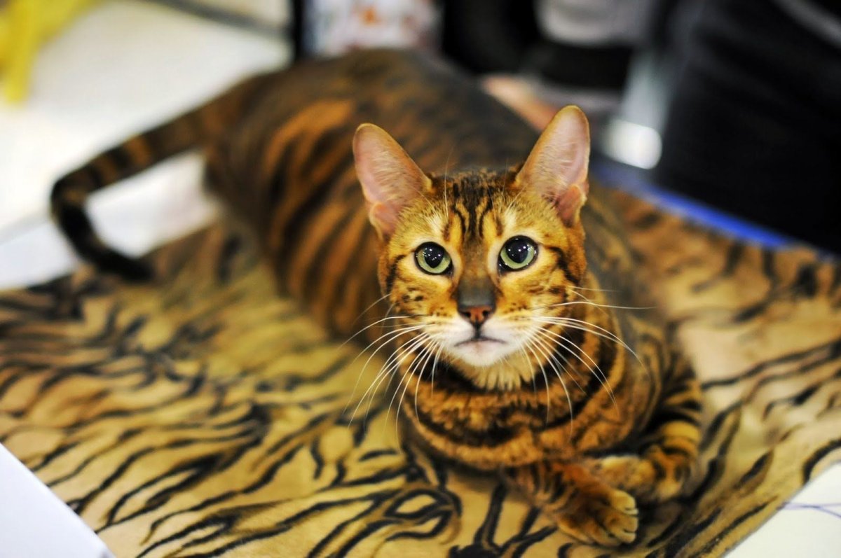 Тойгер котята