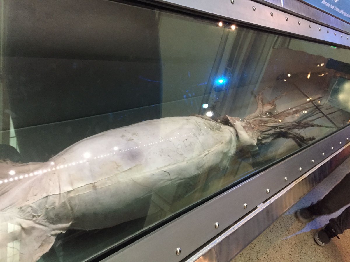 Глубоководный гигантизм кальмар