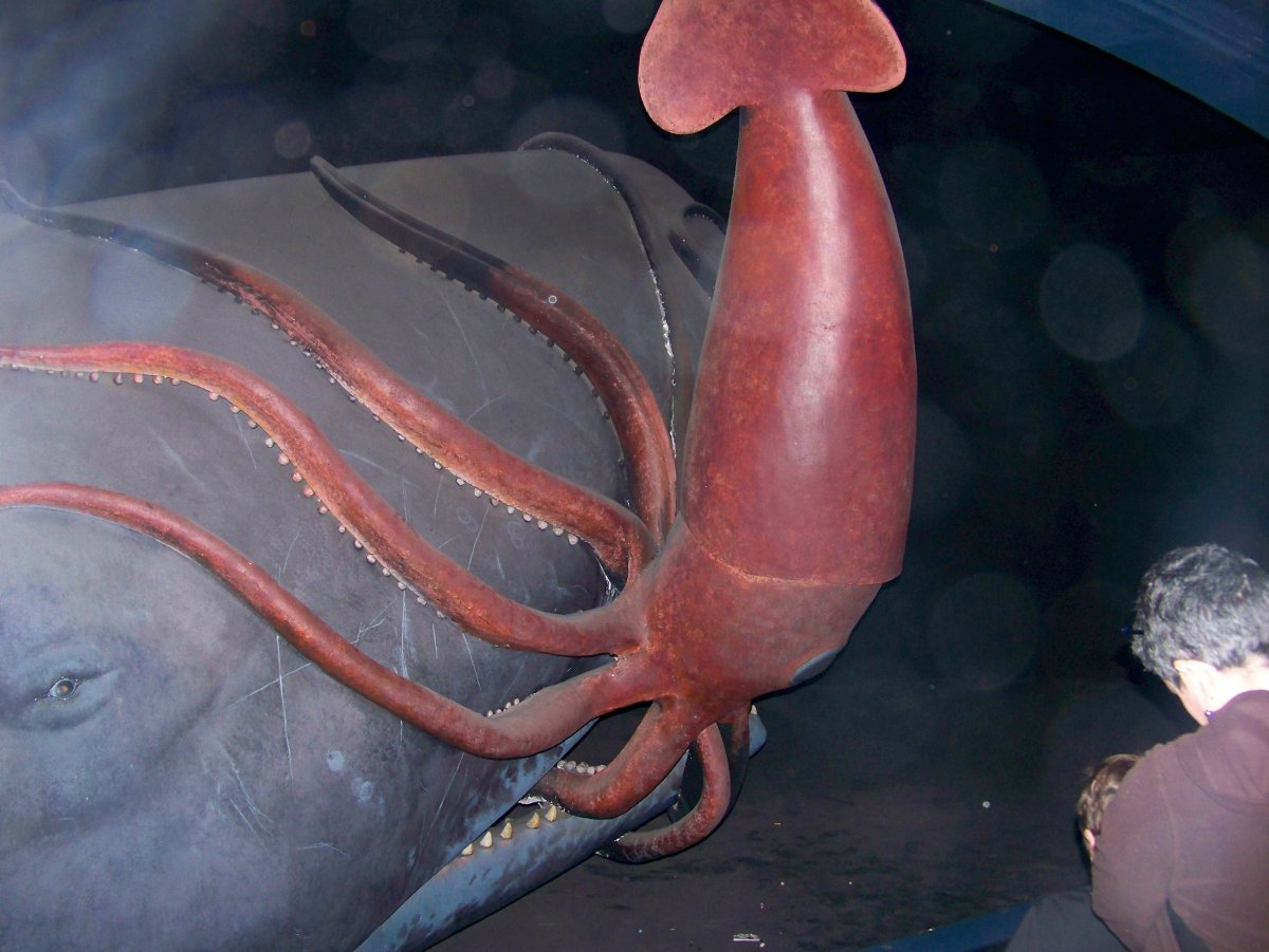 Антарктический глубоководный кальмар