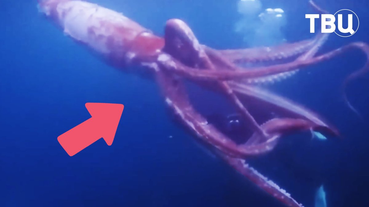 Клюв гигантского кальмара