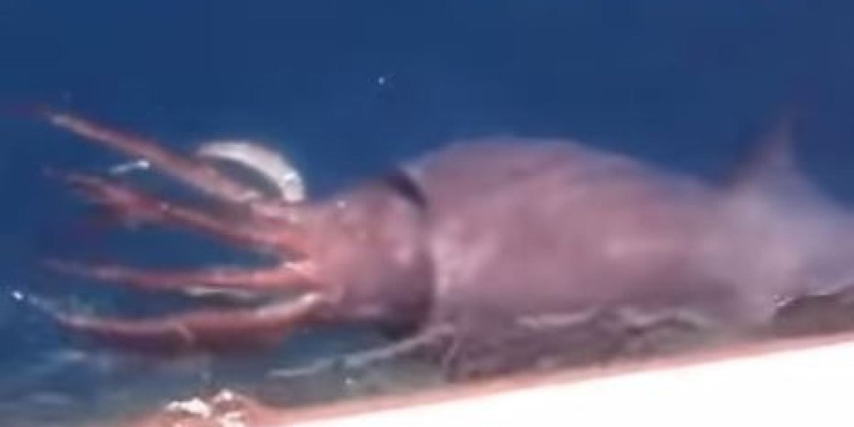 Гигантский кальмар Архитеутис