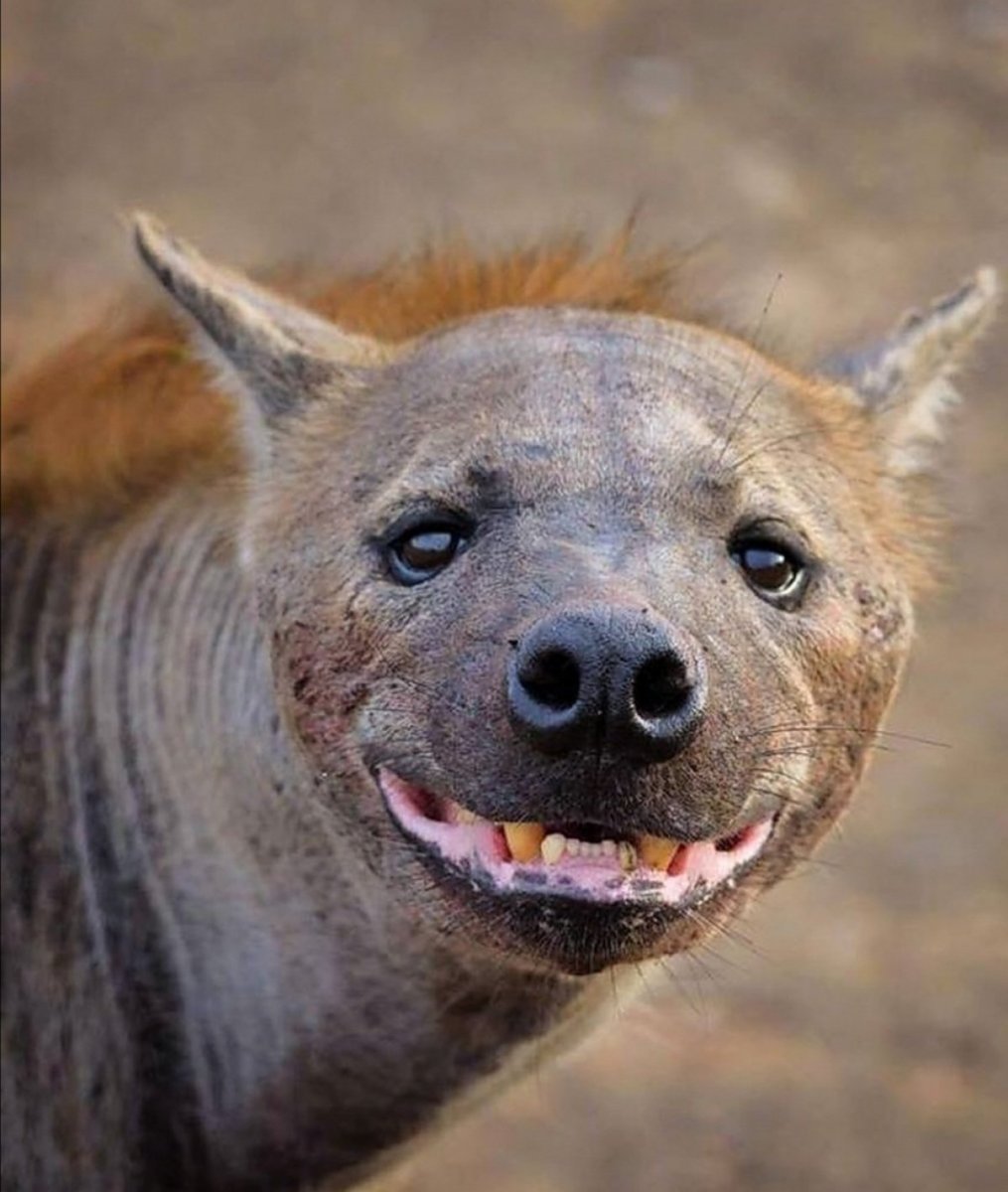 Гиена улыбается