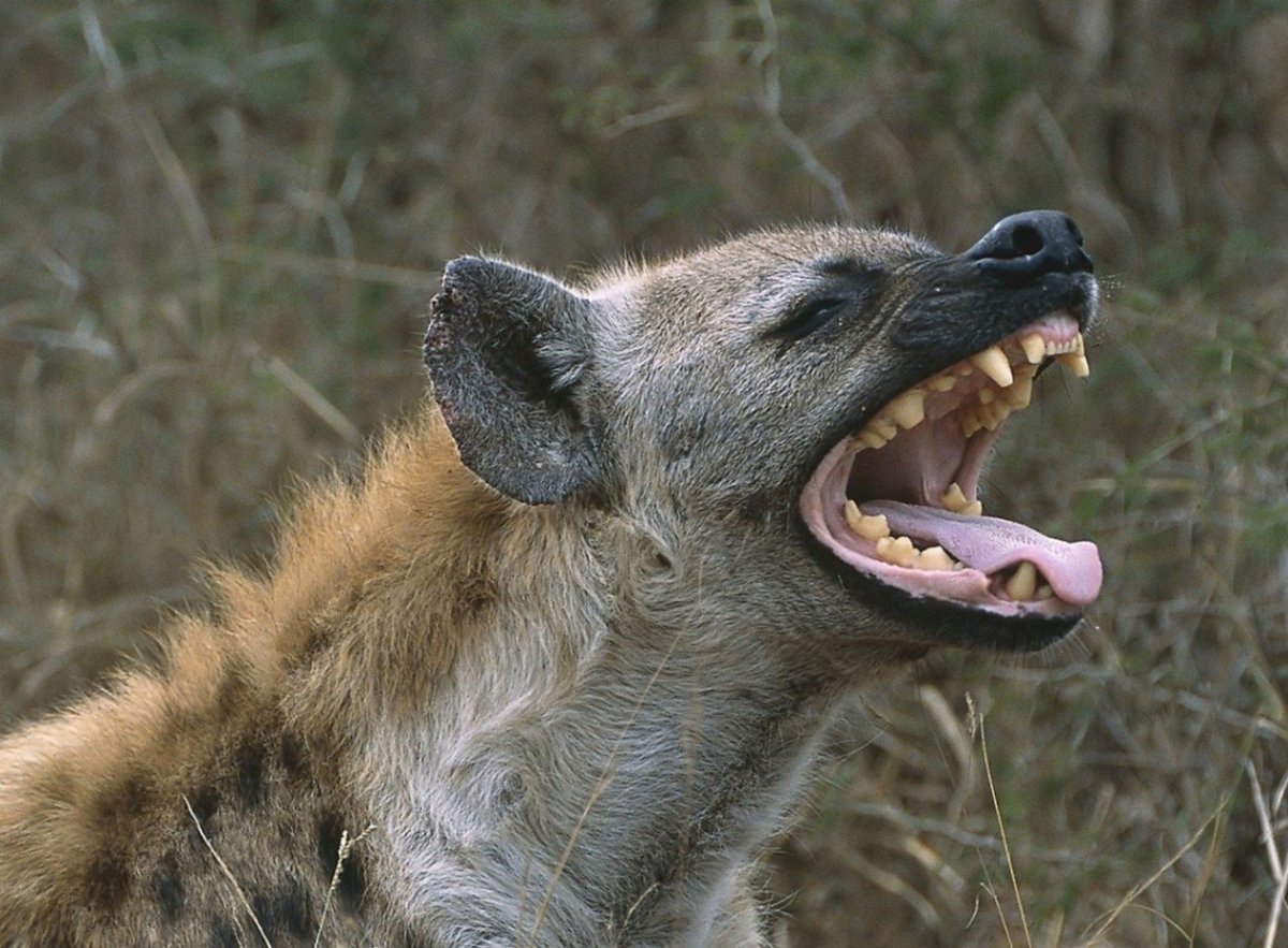 Гривистая гиена