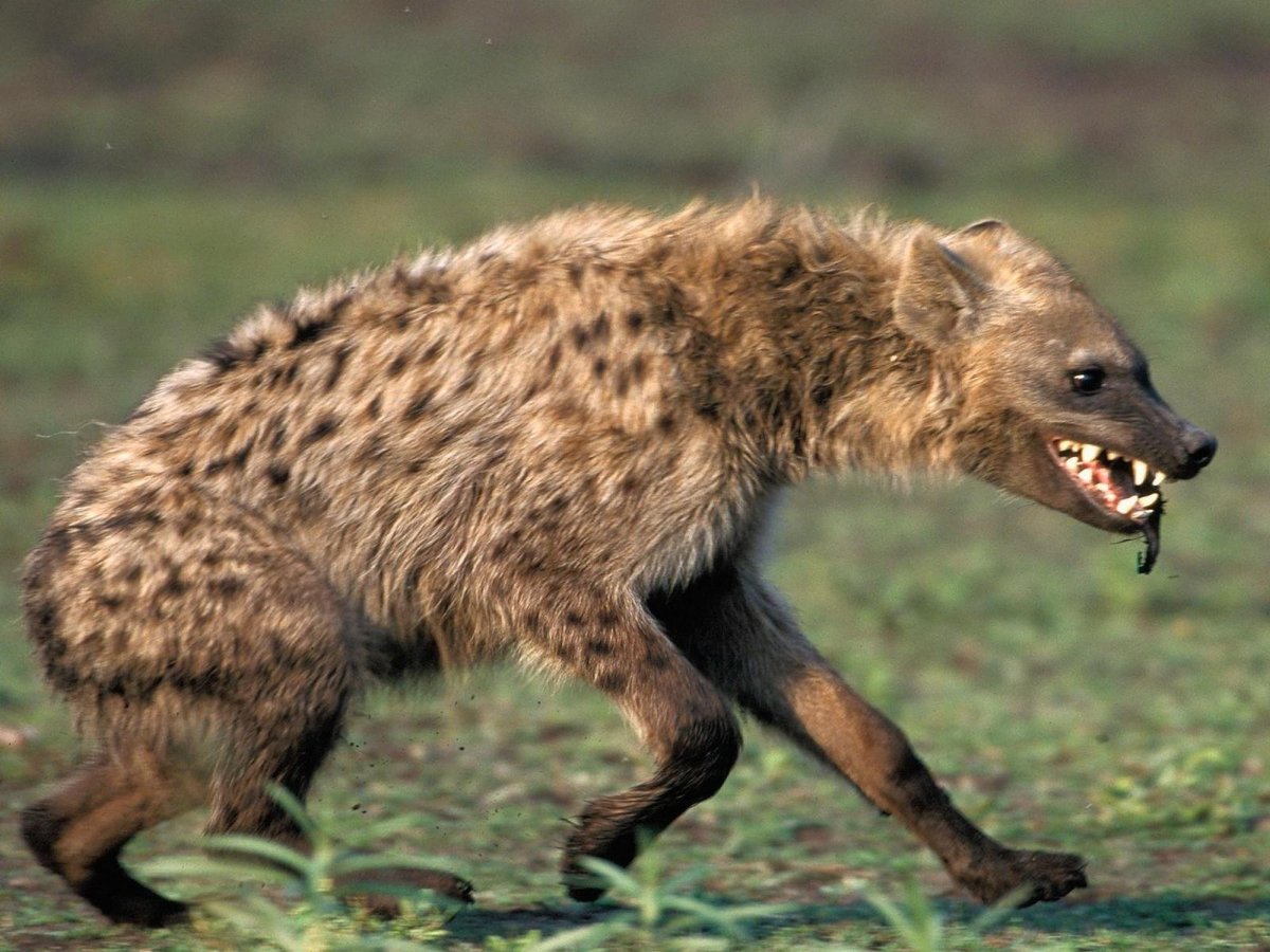 Гиена Африканская