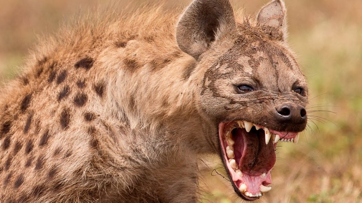 Животные Африки гиена