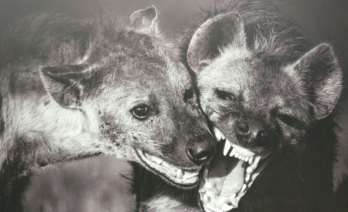 Ферал гиены