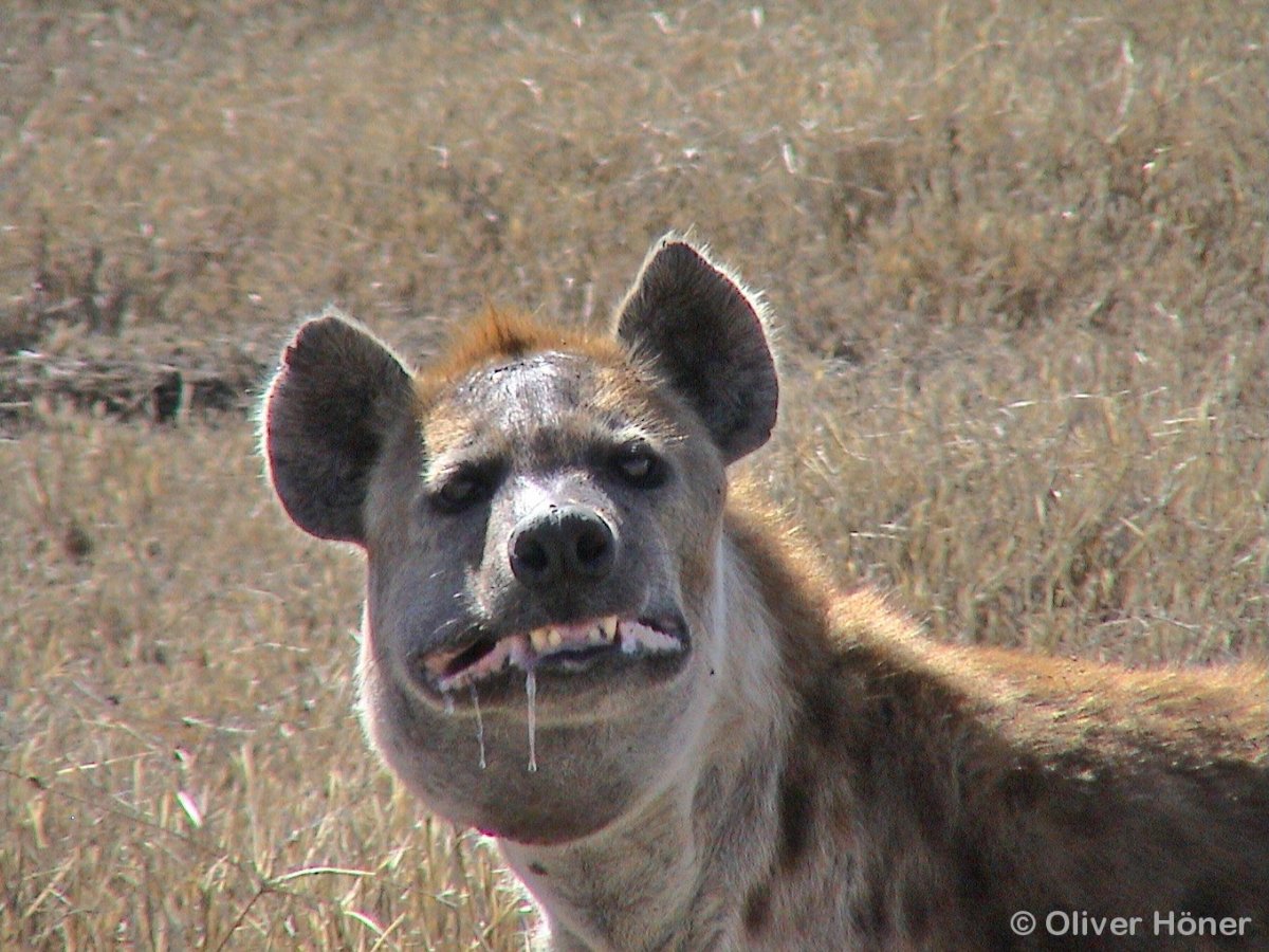 Улыбка гиены