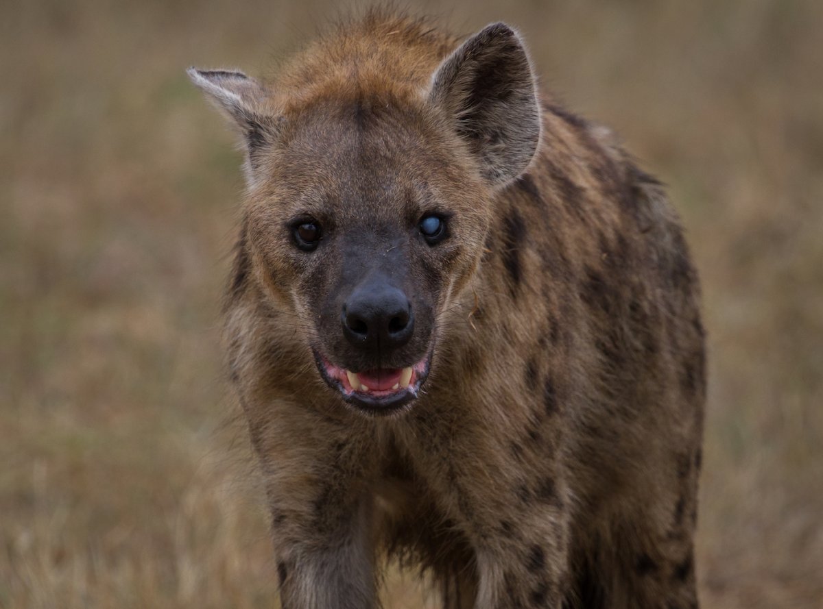 Пятнистая гиена