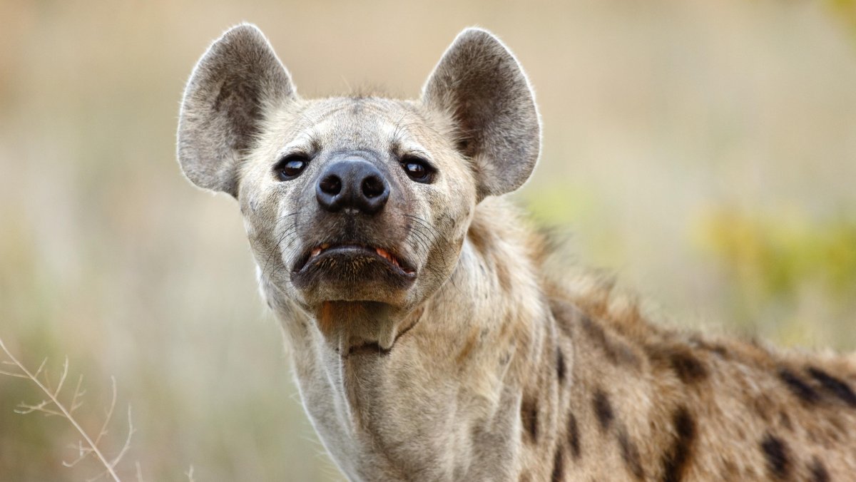 Пятнистая гиена