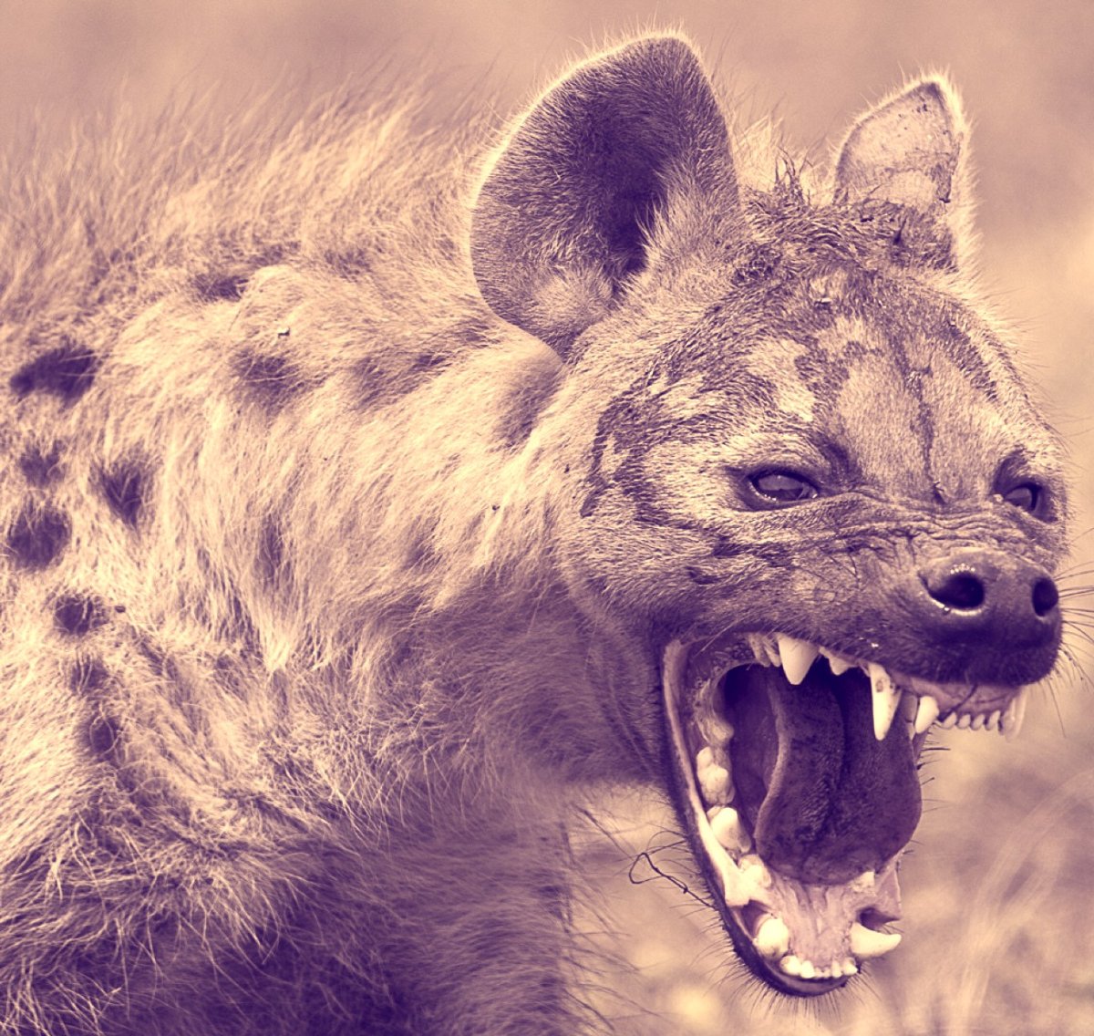 Сибирская гиена