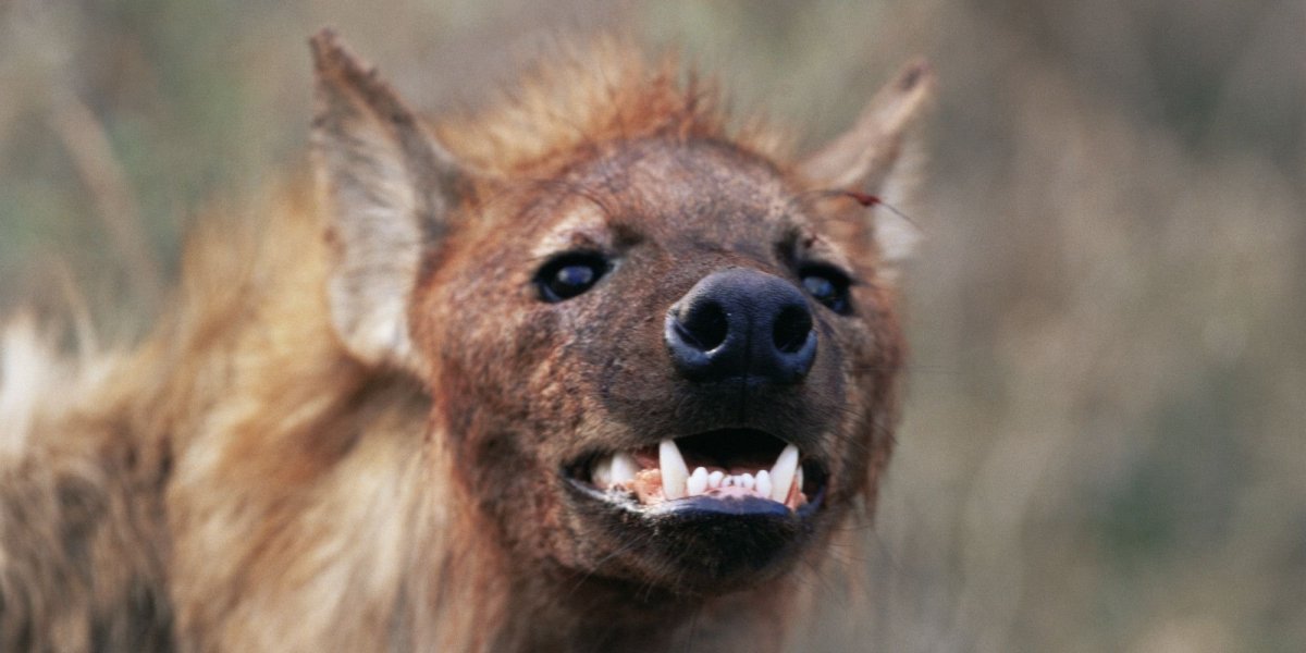 Пятнистая гиена