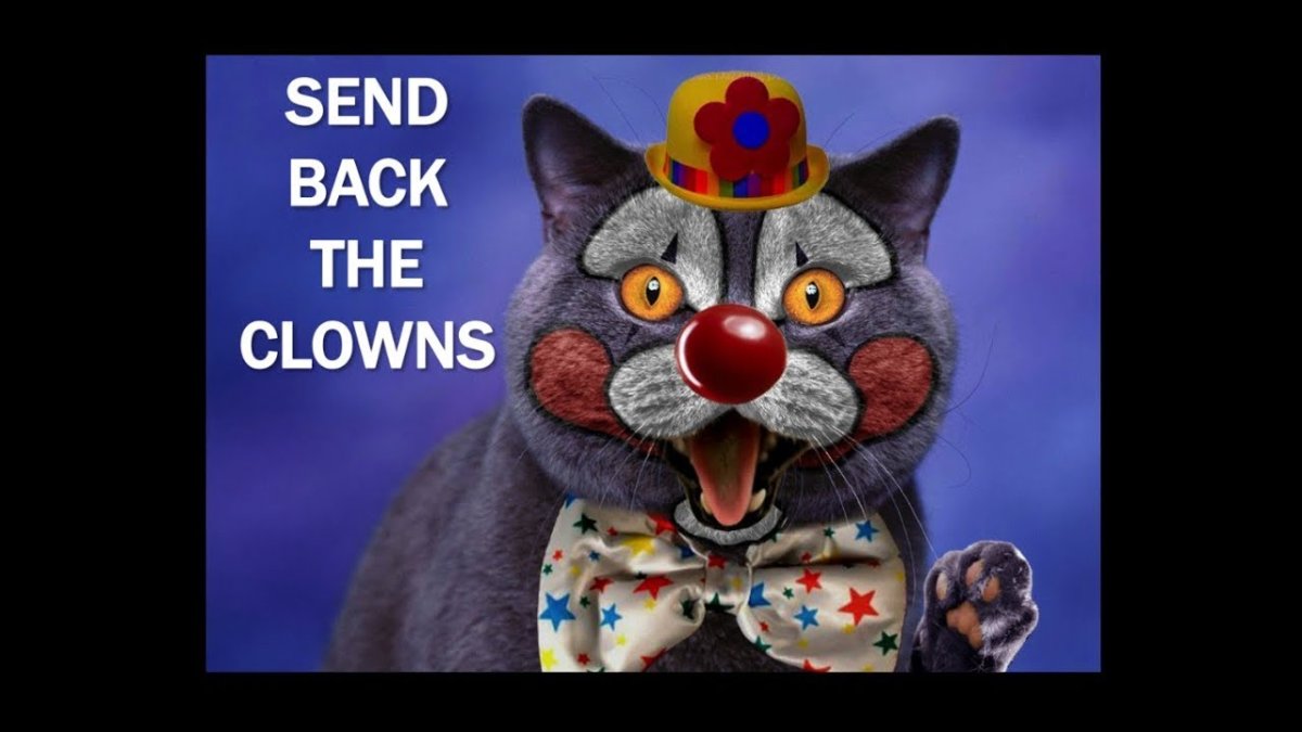 Котик в костюме клоуна