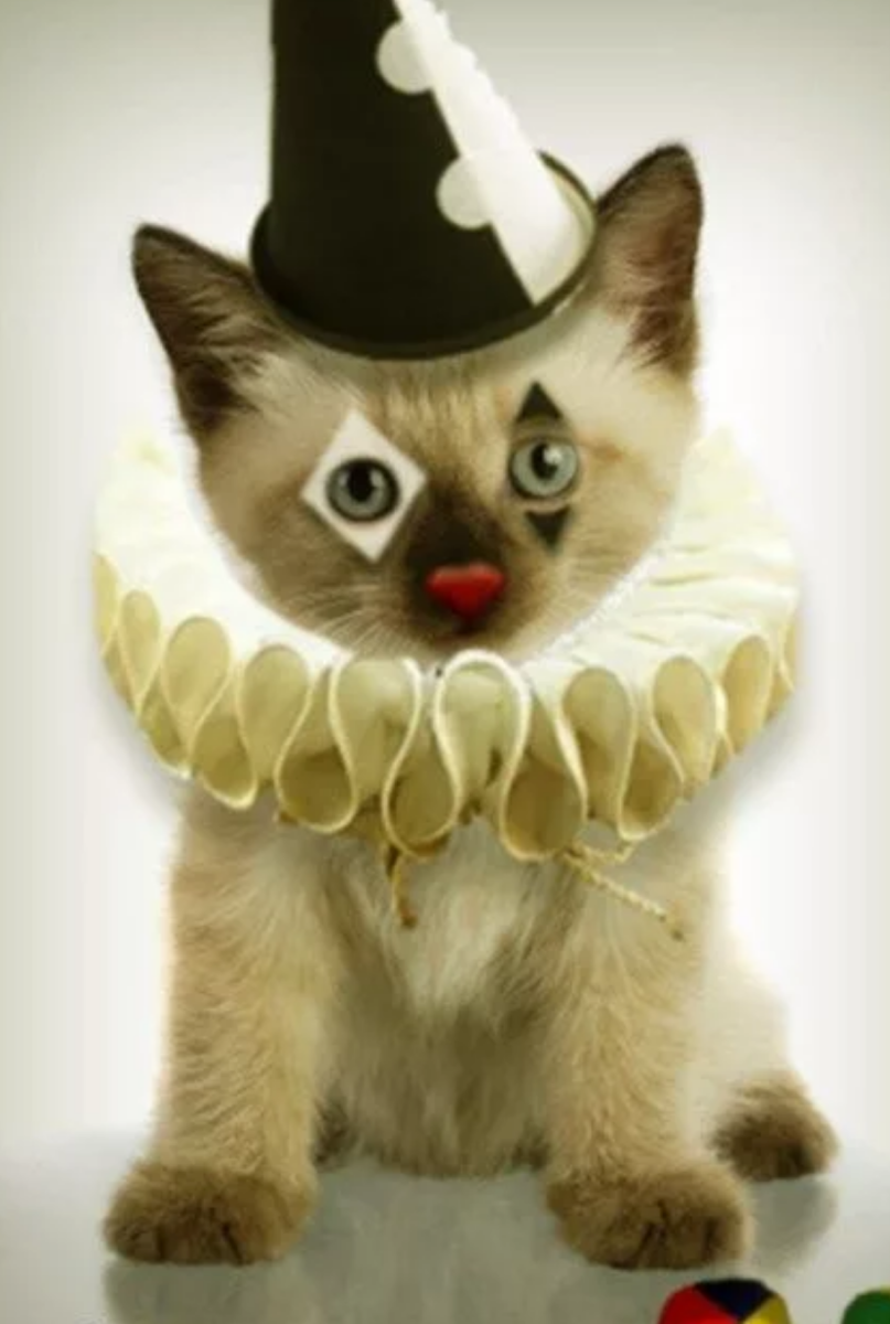 Смешные коты в костюмах