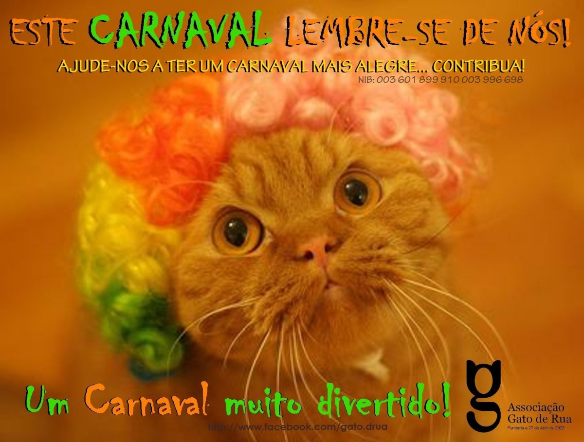 Кошка в кудрявом парике