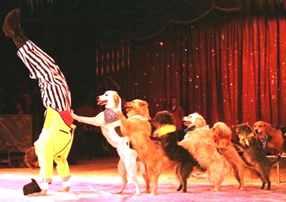 Цирковое представление