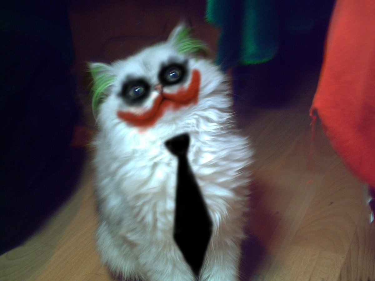 Кот Джокер