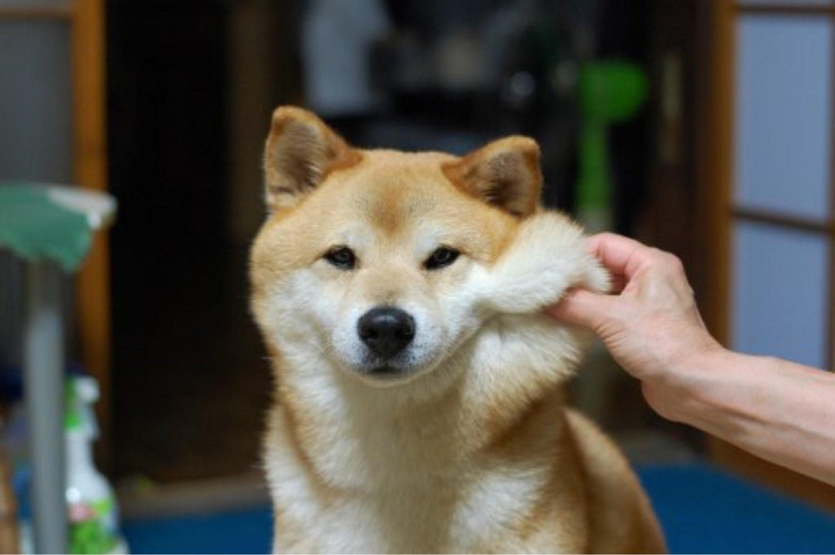 Лапа сиба ину