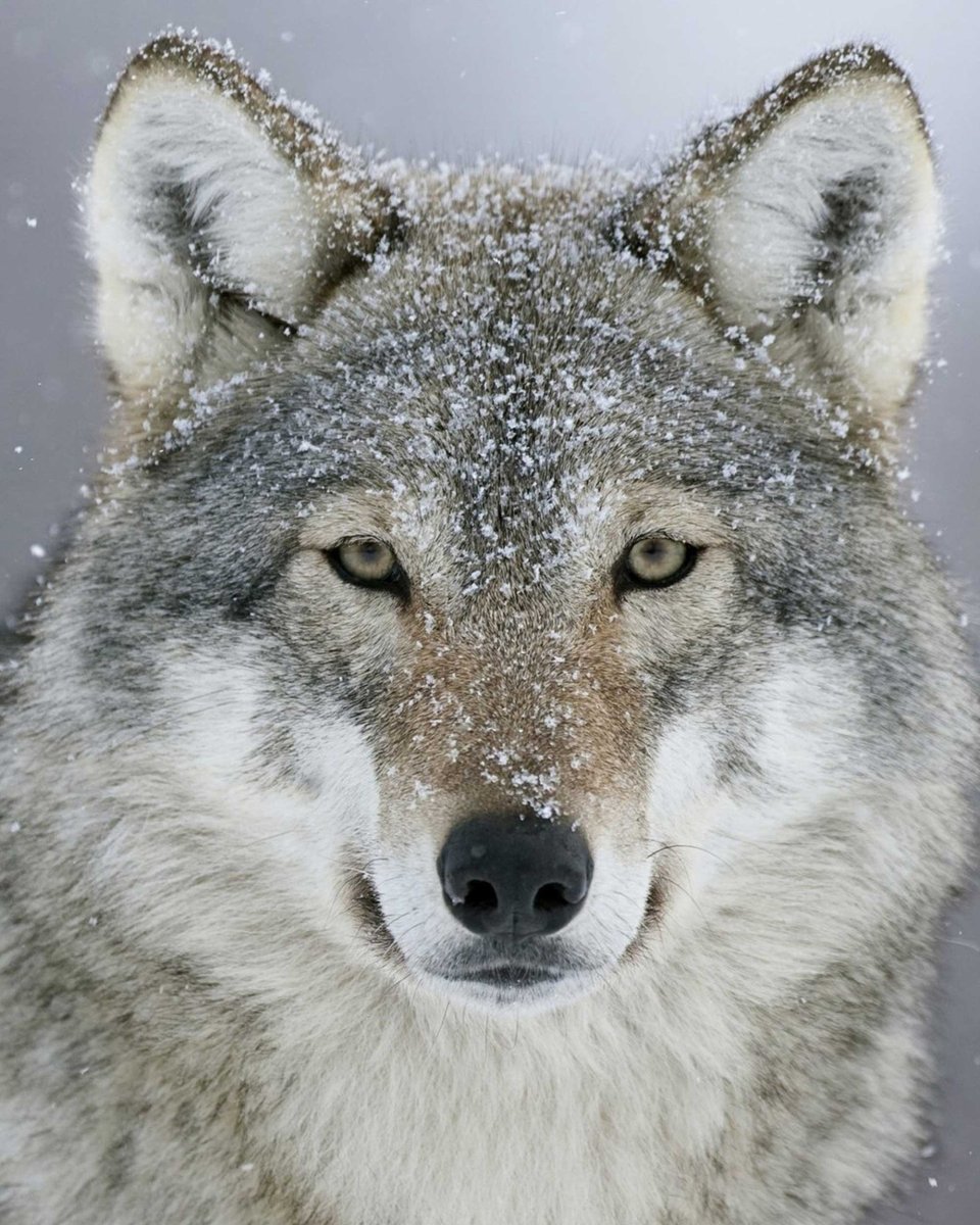 Смешные фразы про Волков