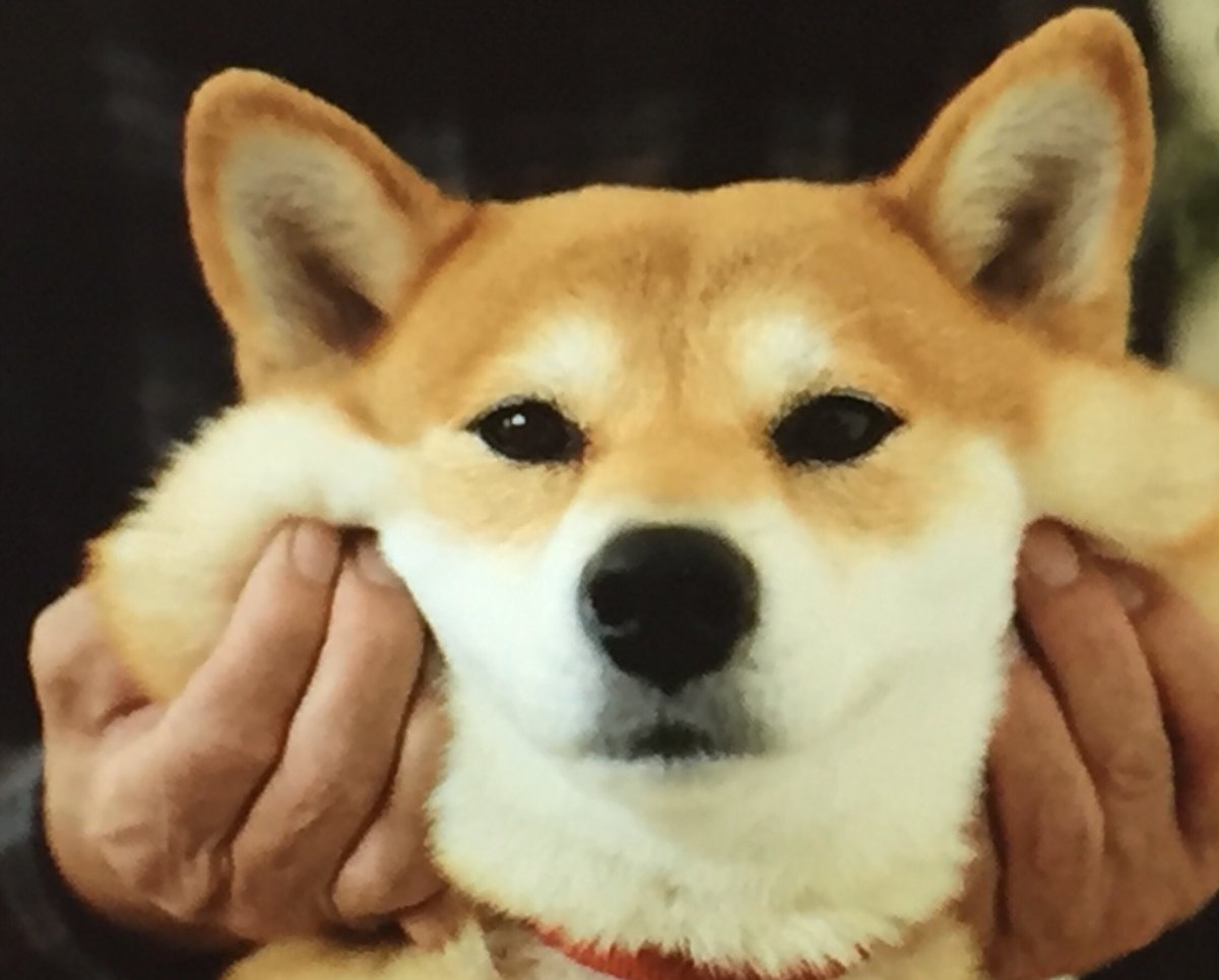 Акита ину щечки