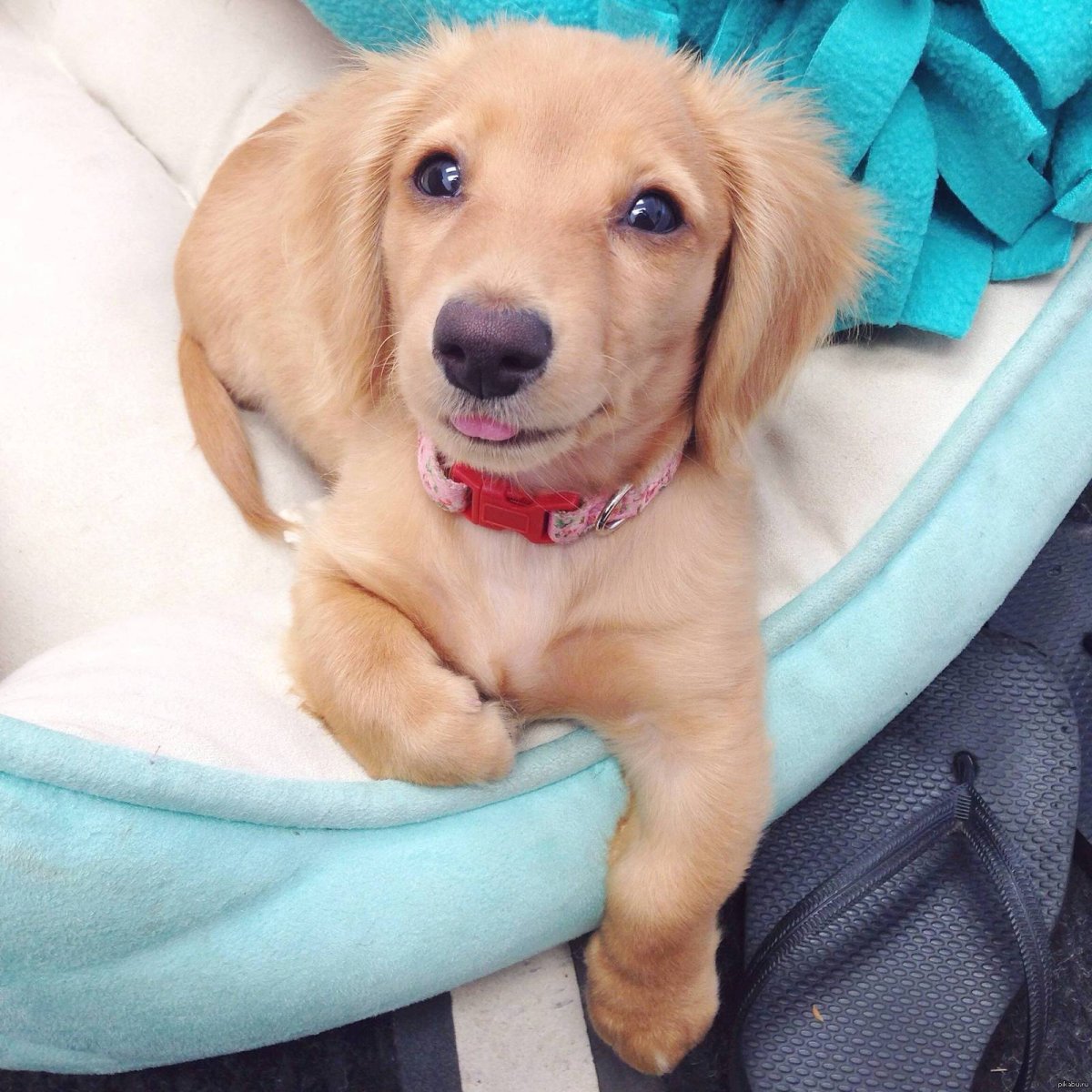 Красивые щенки