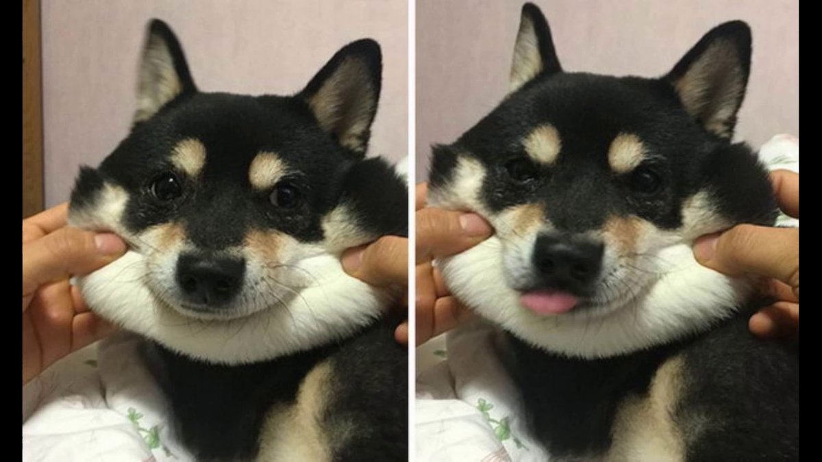 Тискать за щечки собаку