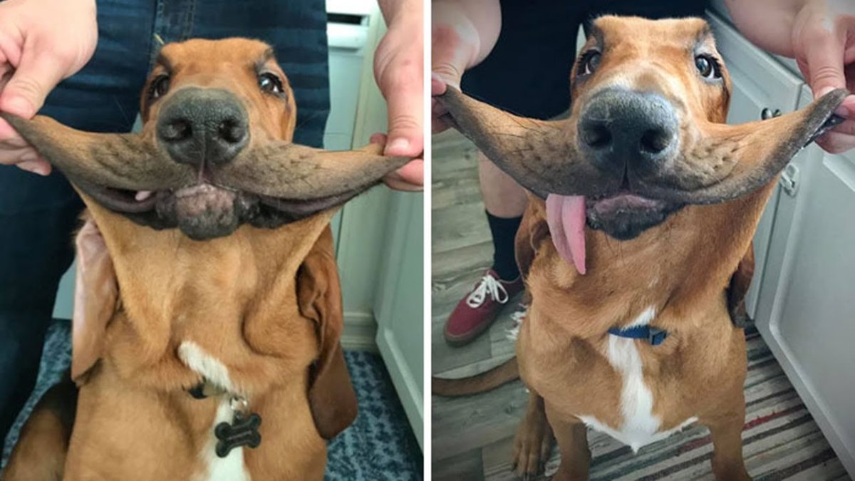 Щекастая собака