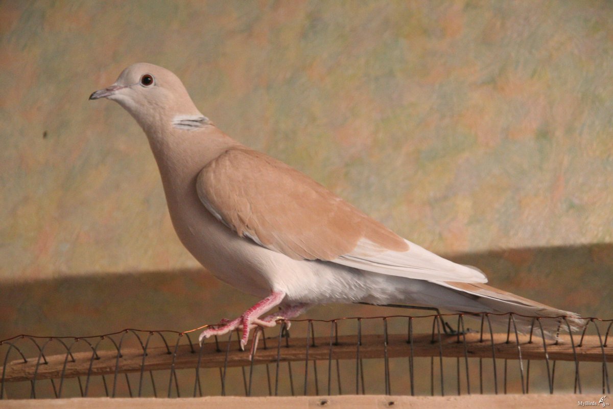 Сенегальская Горлица