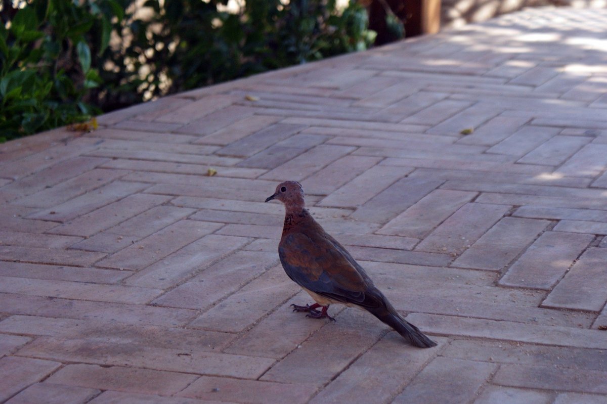 Голуби в Египте