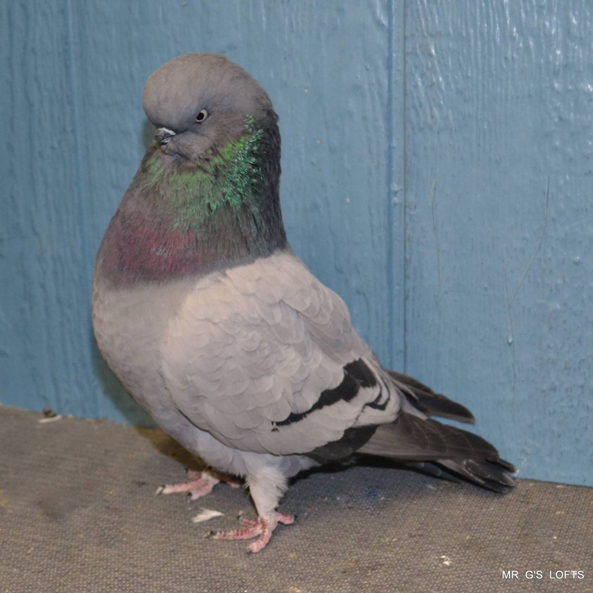 Голуби Египетский Стриж