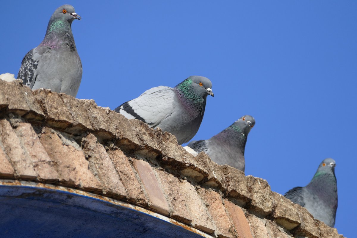 Горный голубь