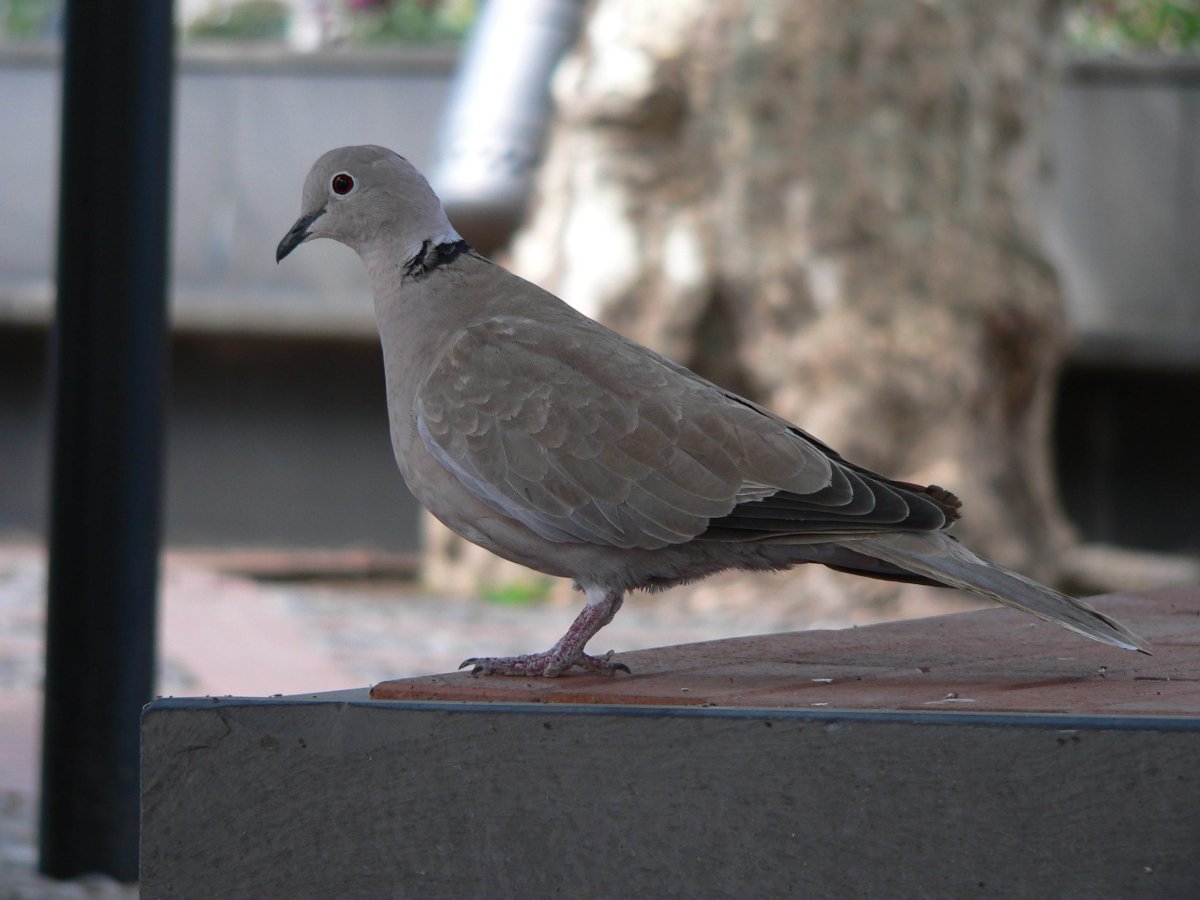 Голубь Турман фото