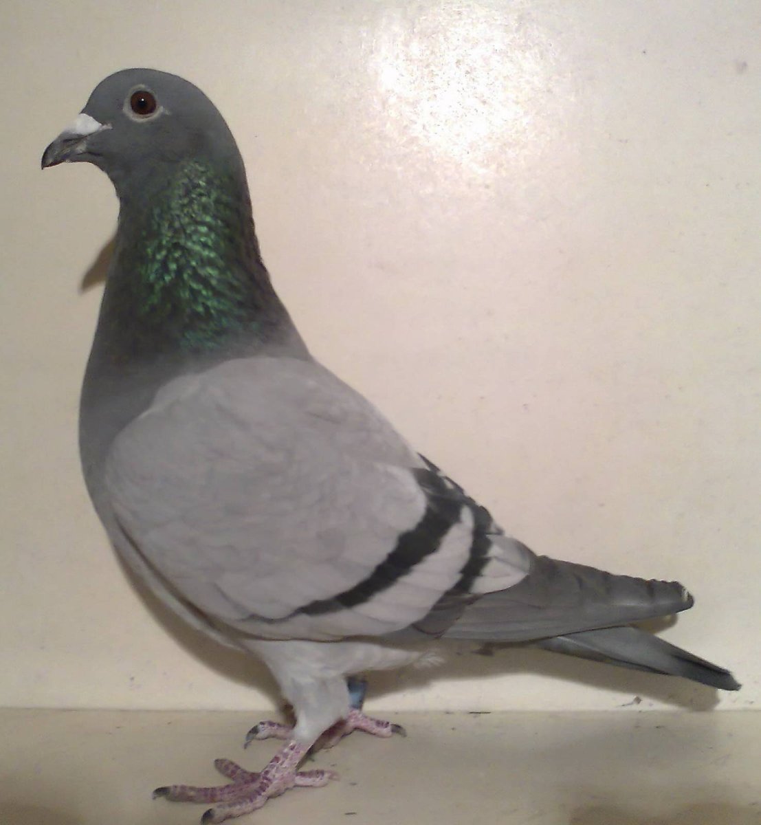 Египетский голубь