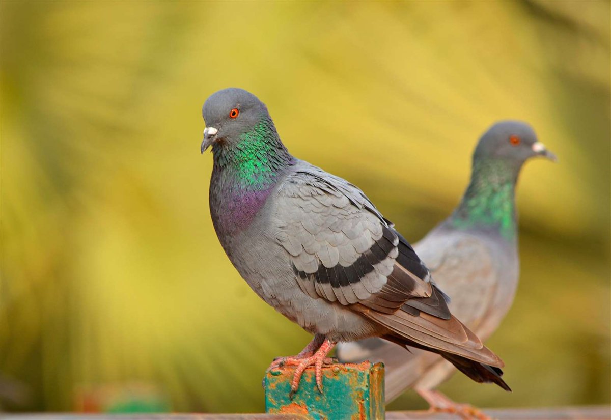 Греческий голубь