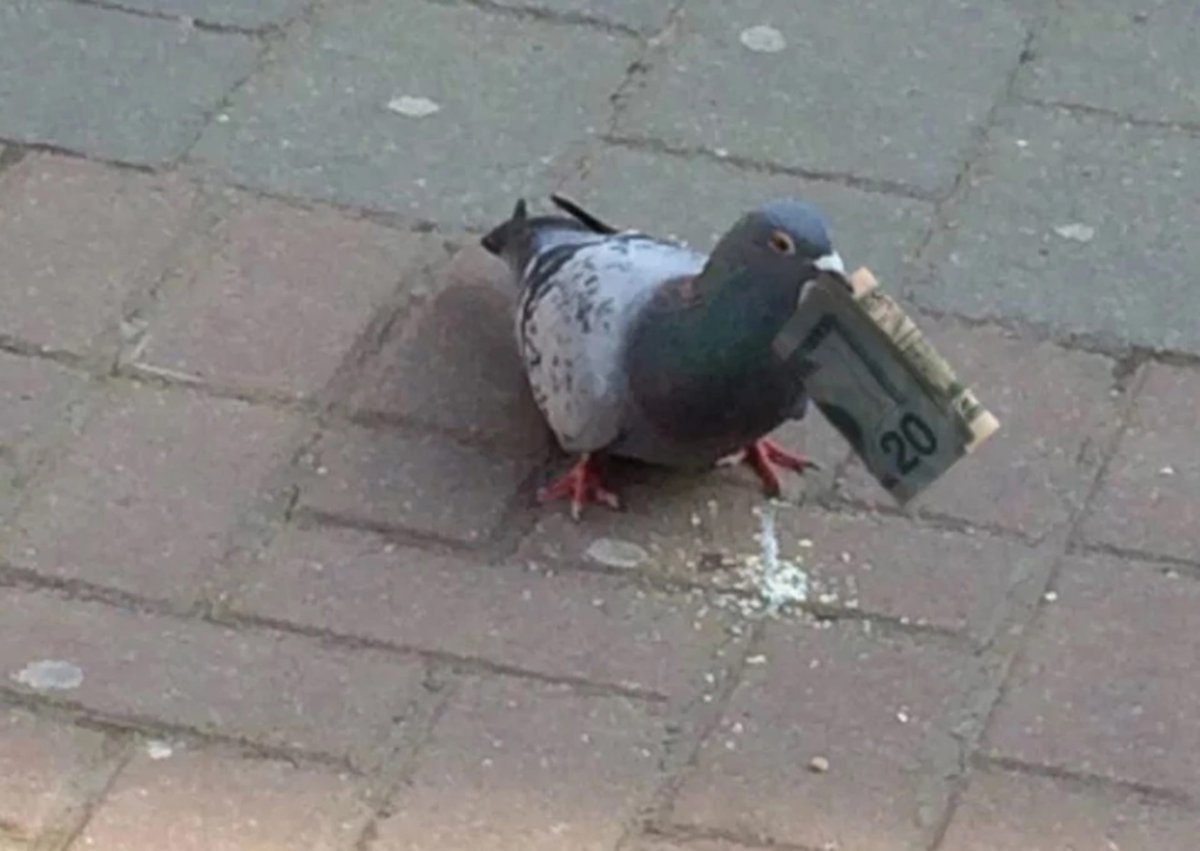 Голубь в кепке