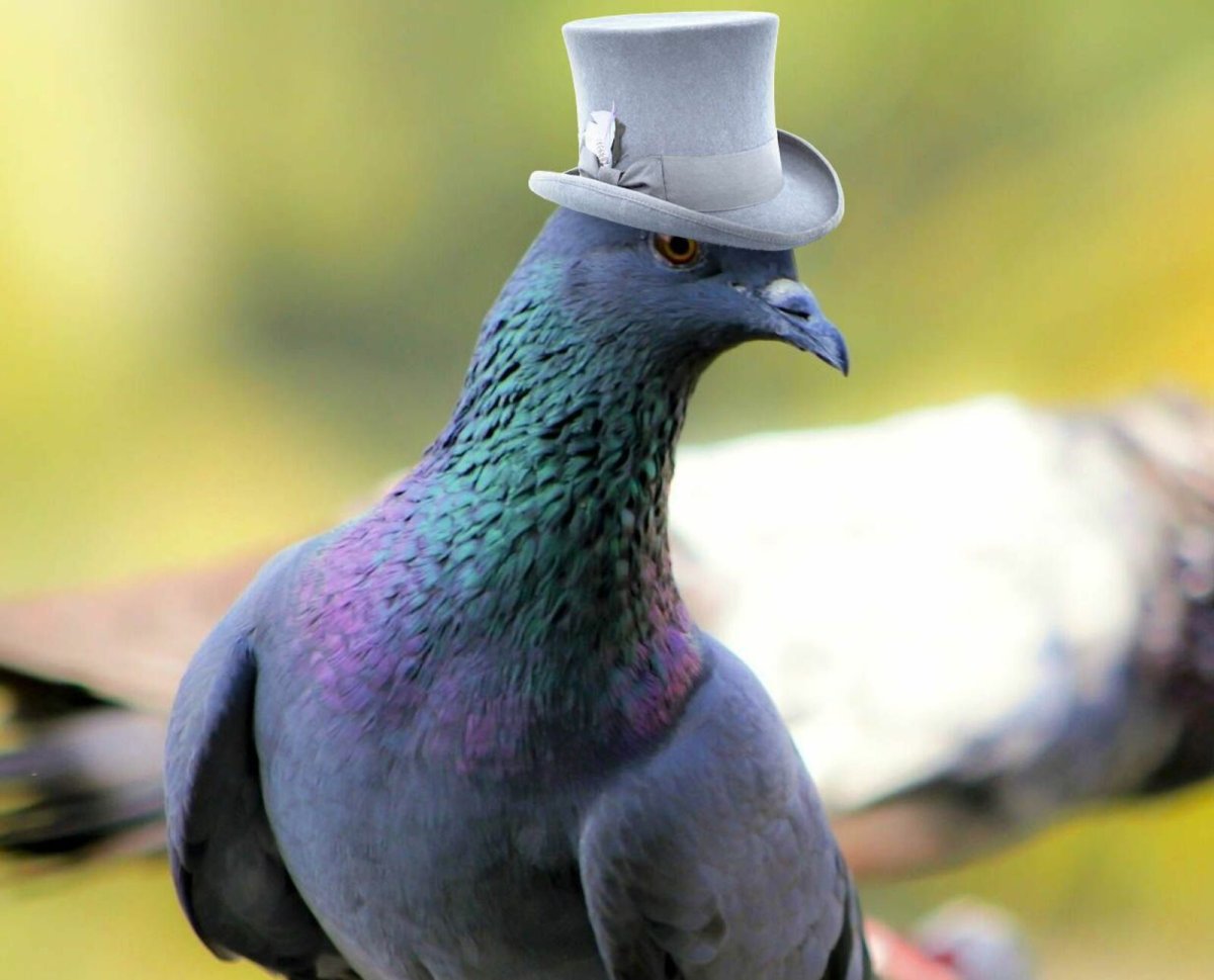 Крутой голубь