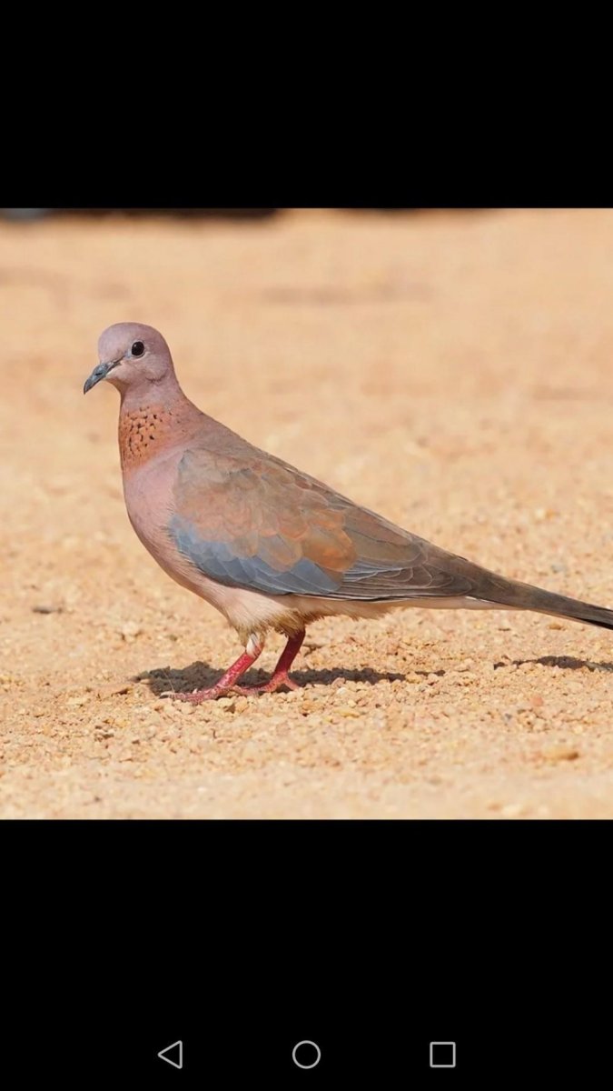 Сенегальская Горлица