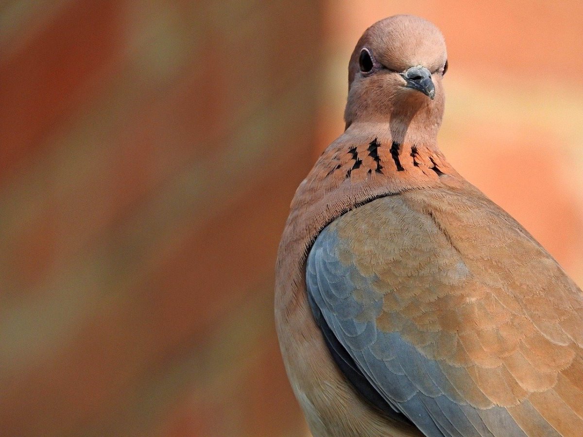 Горлица Подмосковная