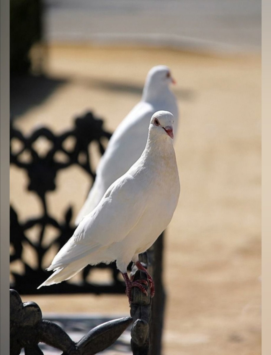 Белый голубь
