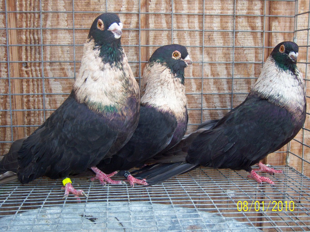 Египетский Свифт голуби